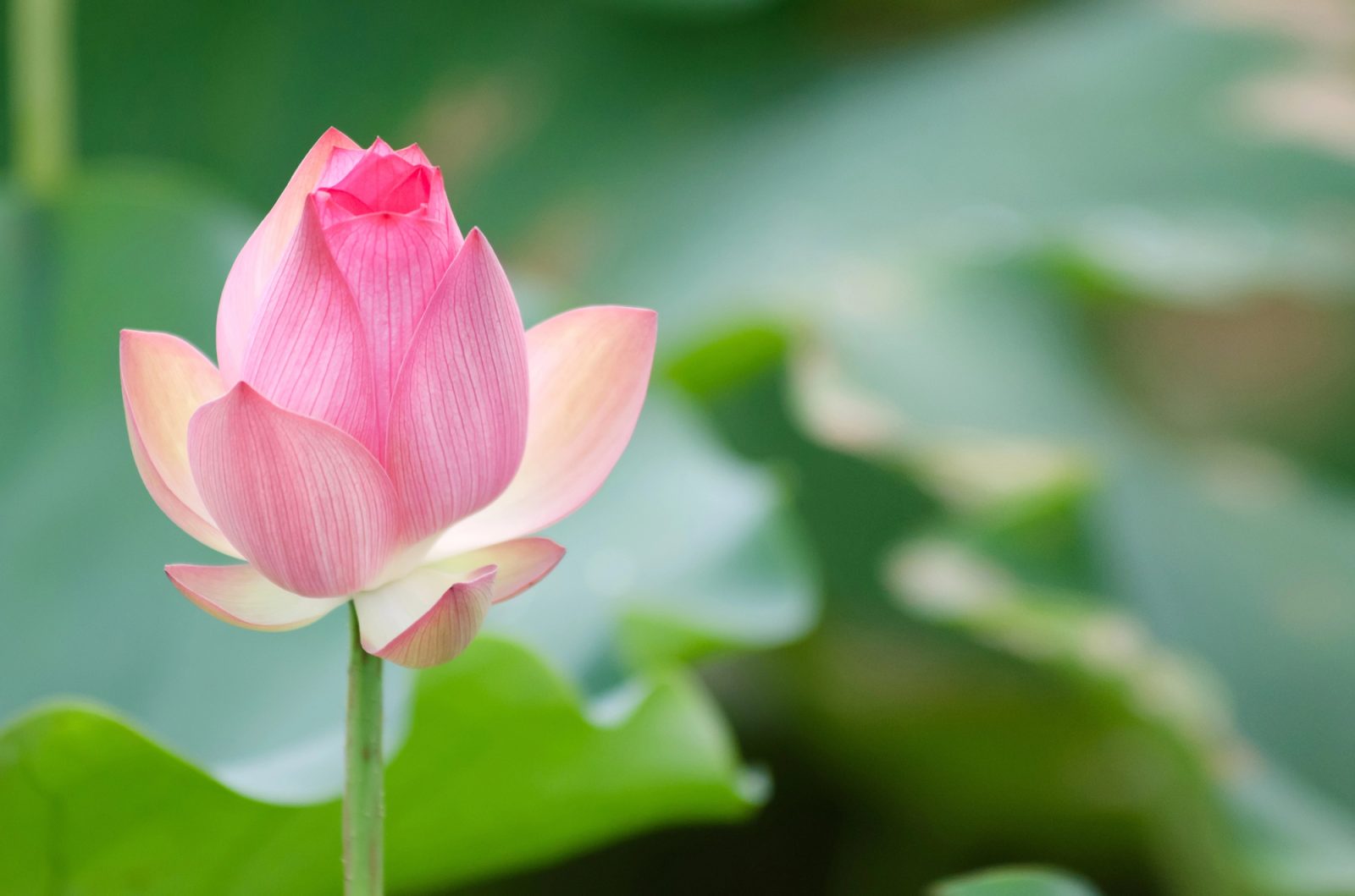 Lotus je odlična znamka ročnih ur